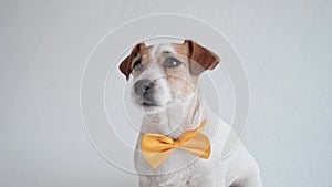 Studio shot of an adorable calm Jack Russell Terrier with a yellow tie tied around his neck in front