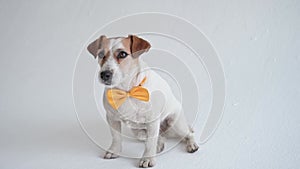 Studio shot of an adorable calm Jack Russell Terrier with a yellow tie tied around his neck in front