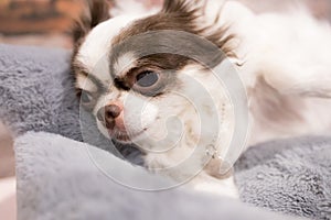 Studio shot of an adorable Chihuahua puppy standing on black and white background