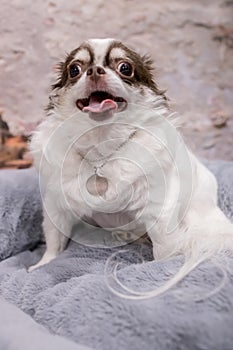 Studio shot of an adorable Chihuahua puppy standing on black and white background