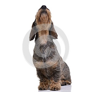 Studio shot of an adorable Dachshund