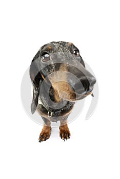 Studio shot of an adorable Dachshund