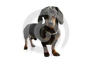 Studio shot of an adorable Dachshund