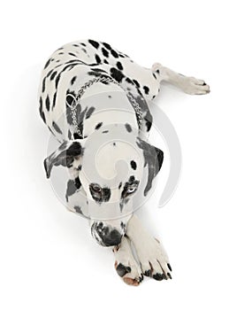 Studio shot of an adorable Dalmatian dog with different colored eyes lying and looking sad