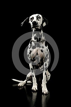 Studio shot of an adorable Dalmatian dog with different colored eyes sitting and looking curiously at the camera