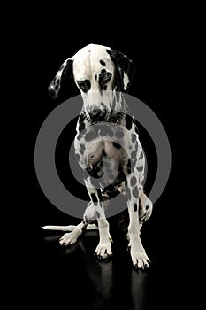 Studio shot of an adorable Dalmatian dog sitting and looking sad