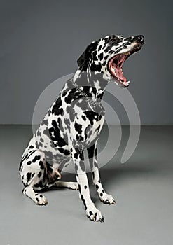 Studio shot of an adorable Dalmatian dog sitting with open mouth and looking scary