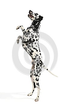 Studio shot of an adorable Dalmatian dog standing on hind legs and looking curiously