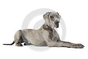 Studio shot of an adorable Deutsche Dogge lying and looking down curiously