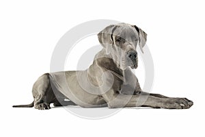 Studio shot of an adorable Deutsche Dogge lying and looking down sadly
