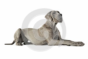 Studio shot of an adorable Deutsche Dogge lying and looking up curiously