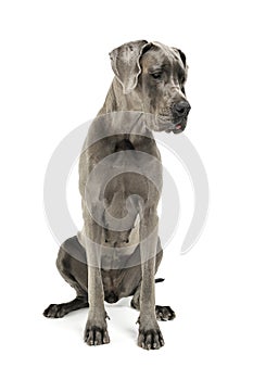 Studio shot of an adorable Deutsche Dogge sitting and looking down sadly