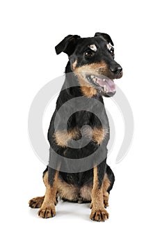 Studio shot of an adorable Deutscher Jagdterrier sitting and looking satisfied - isolated on white background