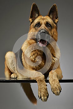 Studio shot of an adorable German shepherd