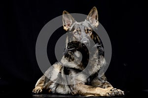 Studio shot of an adorable German shepherd
