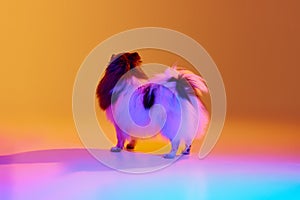 Studio shot of adorable groomed fluffy Pomeranian Spitz dog posing over colored background in neon light. Concept of