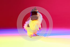 Studio shot of adorable groomed fluffy Pomeranian Spitz dog posing over colored background in neon light. Concept of