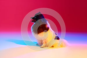 Studio shot of adorable groomed fluffy Pomeranian Spitz dog posing over colored background in neon light. Concept of
