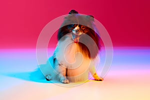 Studio shot of adorable groomed fluffy Pomeranian Spitz dog posing over colored background in neon light. Concept of