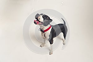 Studio shot of an adorable happy black-and-white American Staffordshire Terrier or Bulldog standing in studio over white