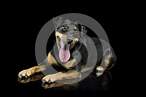 Studio shot of an adorable Jack Russell Terrier puppy