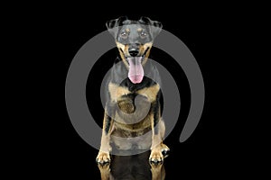 Studio shot of an adorable Jack Russell Terrier puppy