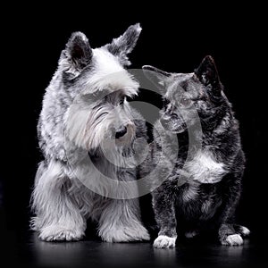 Studio shot of an adorable Miniature schnauzer and a mixed breed dog