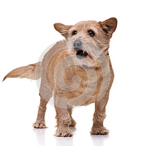 Studio shot of an adorable mixed breed dog