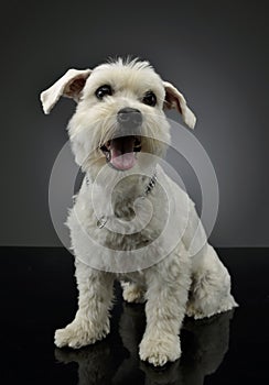 Studio shot of an adorable mixed breed dog