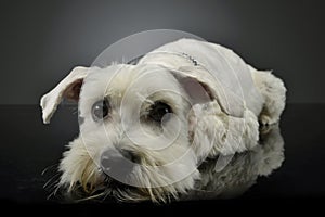 Studio shot of an adorable mixed breed dog