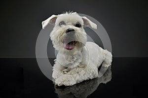 Studio shot of an adorable mixed breed dog