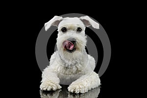 Studio shot of an adorable mixed breed dog