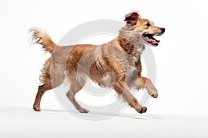 Studio shot of an adorable mixed breed dog jumping against a white background, Happy dog playing side view in a white background,