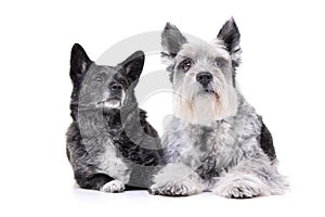 Studio shot of an adorable mixed breed dog and a Miniature schnauzer