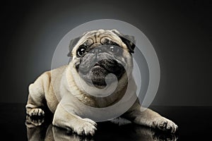 Studio shot of an adorable Pug lying and looking curiously at the camera - isolated on grey background