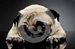 Studio shot of an adorable Pug