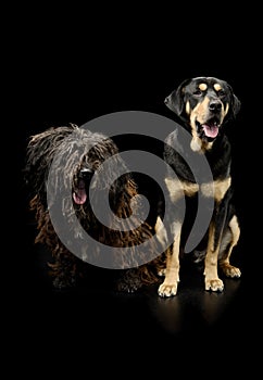 Studio shot of an adorable Puli and a mixed breed dog