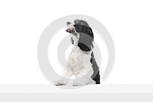 Studio shot of adorable purebred Cavapoo dog isolated over white studio background. Pet looks happy, healthy and groomed