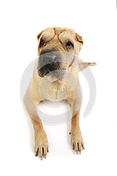 Studio shot of an adorable Shar pei