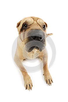 Studio shot of an adorable Shar pei