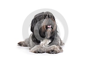 Studio shot of an adorable Tibetan Terrier lying with long, eyes covering hair