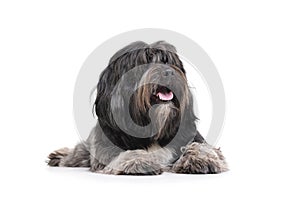 Studio shot of an adorable Tibetan Terrier lying with long, eyes covering hair