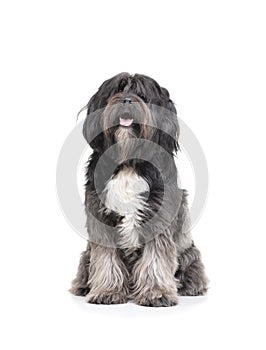 Studio shot of an adorable Tibetan Terrier sitting with long, eyes covering hair