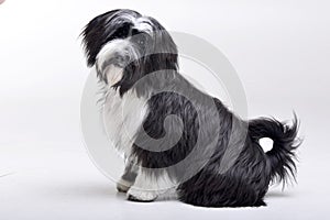 Studio shot of an adorable Tibetian terrier