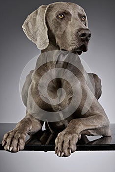 Studio shot of an adorable Weimaraner