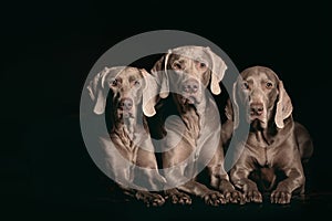 Studio shot of an adorable Weimaraner lying on black background.