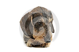 Studio shot of an adorable wire-haired Dachshund lying and looking down sadly