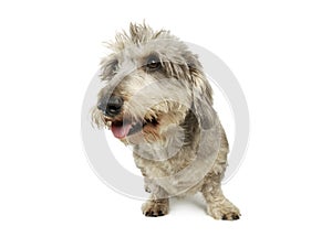 Studio shot of an adorable wire haired dachshund mix dog standing and looking funny with stand up hair