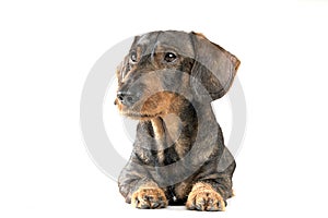 Studio shot of an adorable wired haired Dachshund looking curiously