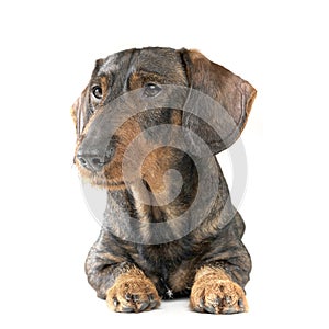 Studio shot of an adorable wired haired Dachshund looking curiously